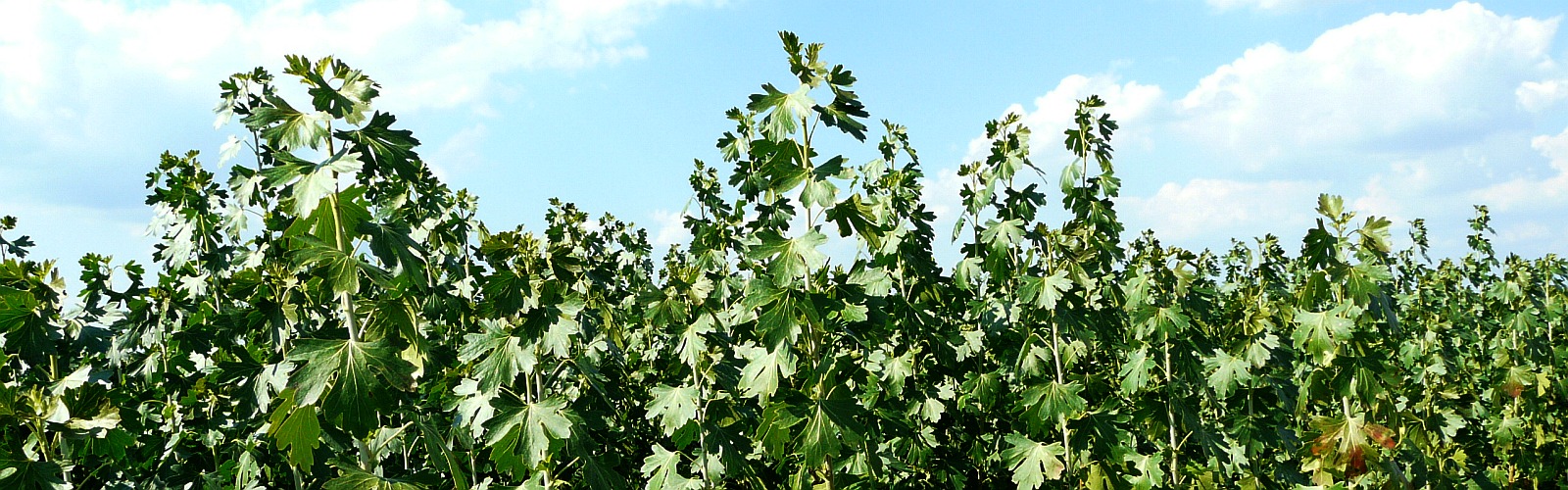 Питомник плодовые фруктовые деревья саженцы яблони груши сливы черешни Польша