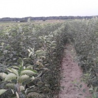 Питомник плодовые фруктовые деревья саженцы яблони груши сливы черешни Польша